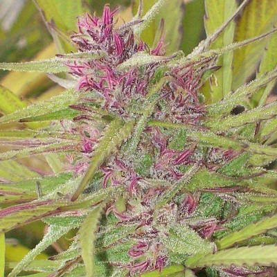 Excellent Panama Red plant weed feminized - summary